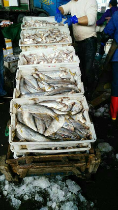 逛臺州水產品交易中心,看到的都是魚,聞到的都是魚腥味。